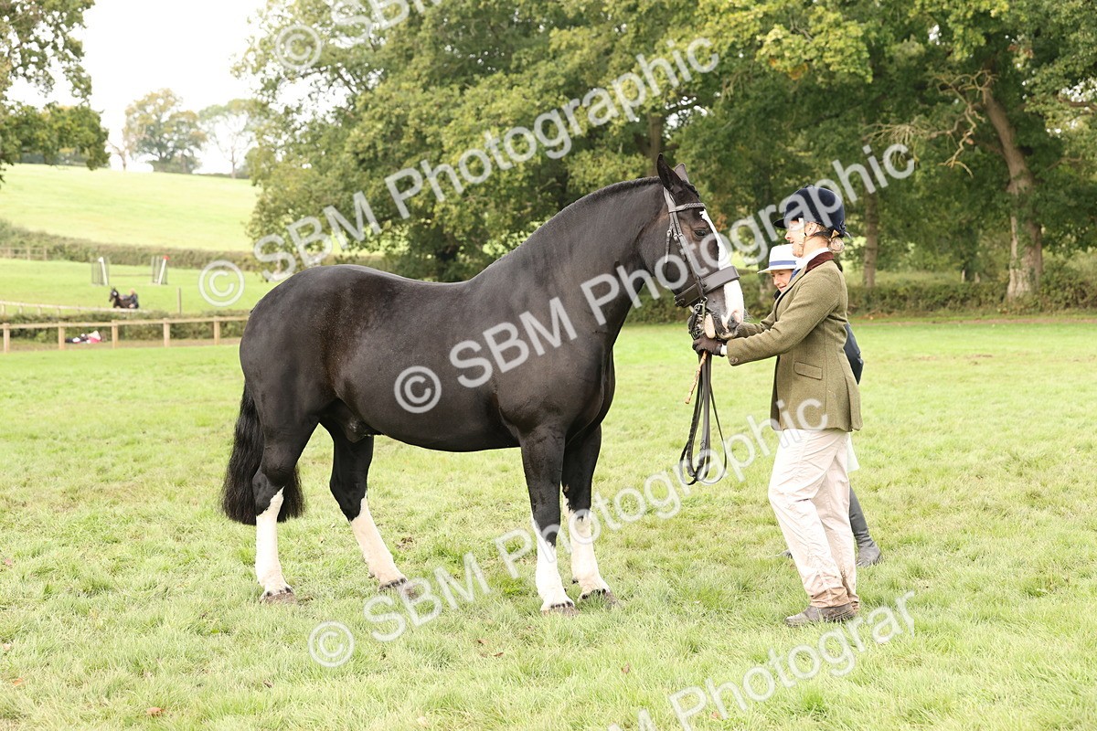 SBM_57510 - S56 - Show Cob in Hand