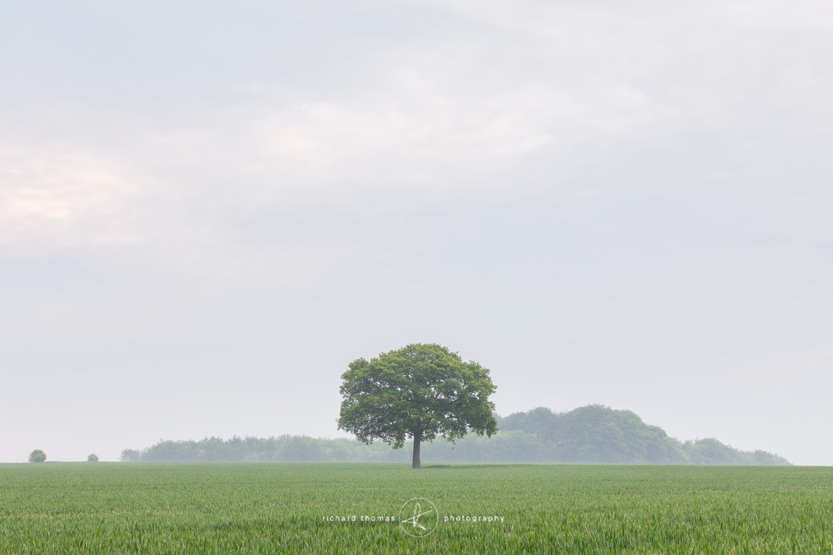 Meon Valley tree - One2Tree