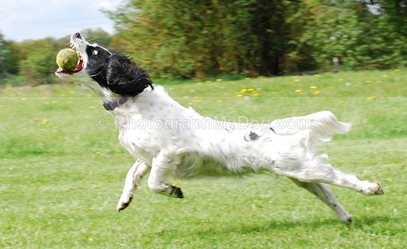  - English Springer Spaniels