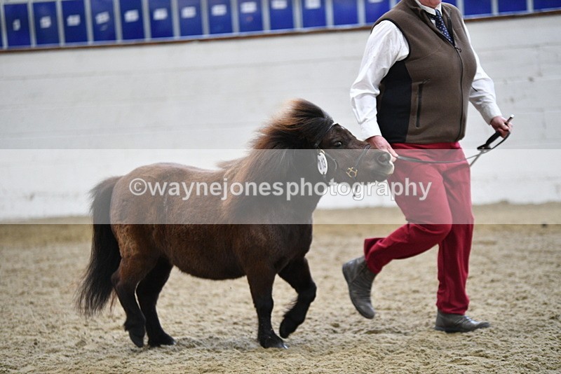 WJ5_5250 - Class 4 In hand M&M - small breeds