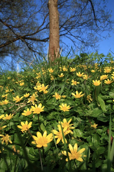 Lesser Celandine  _ FL041 - Wild Flowers,  plants & Fungus photography, Great Britain