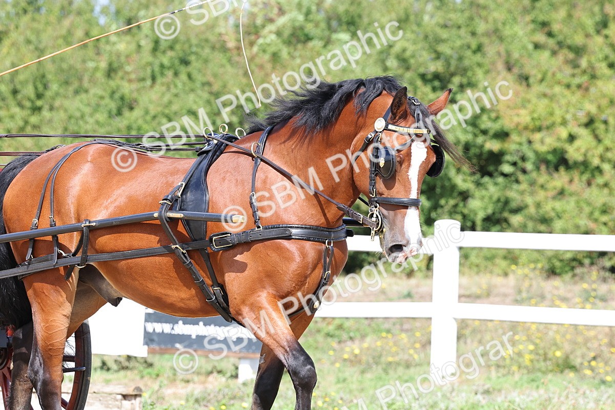SBM_000870 - Class 8 - Novice Horse or Pony to any vehicle