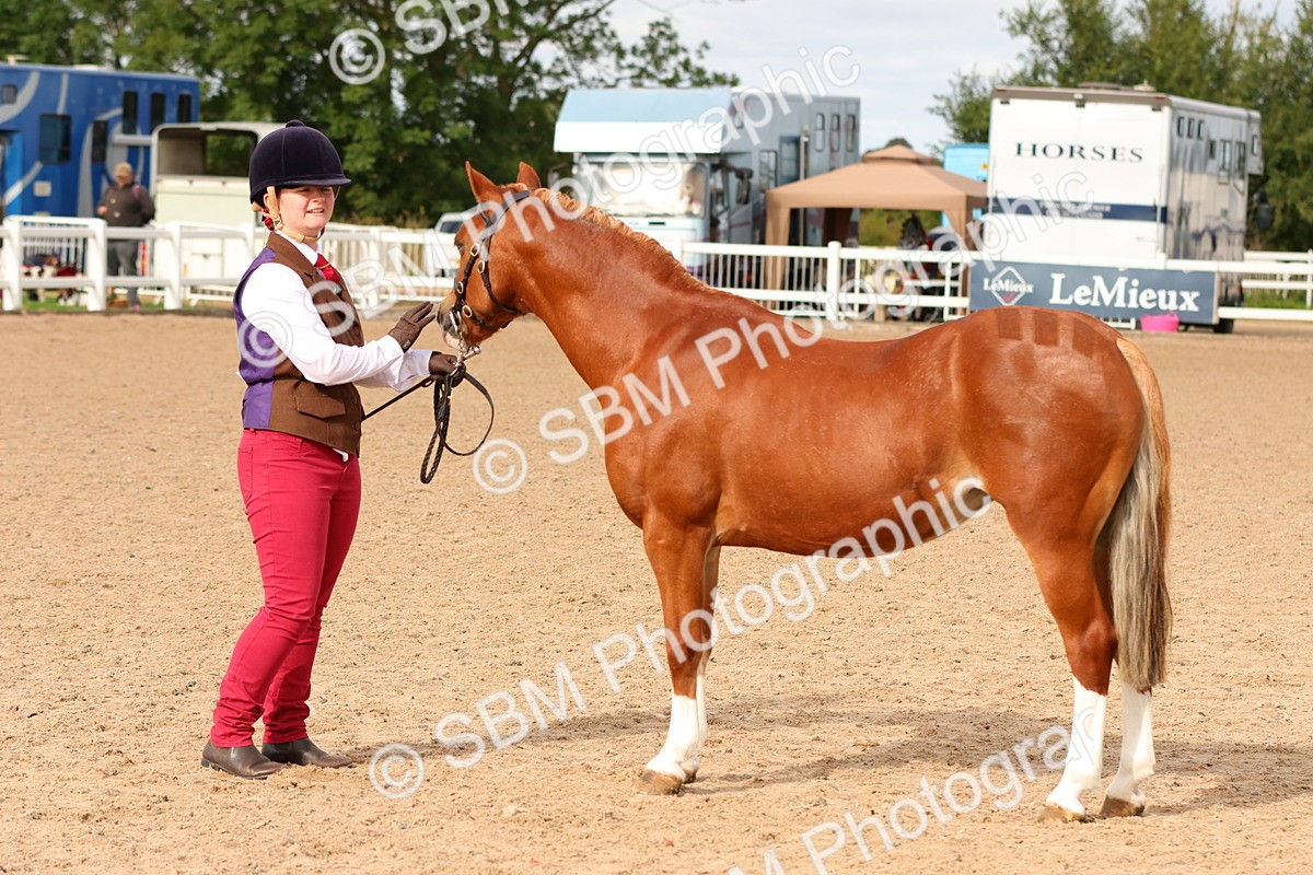 SBM_10192 - Class 205 - IH Show Pony - Show Hunter Pony