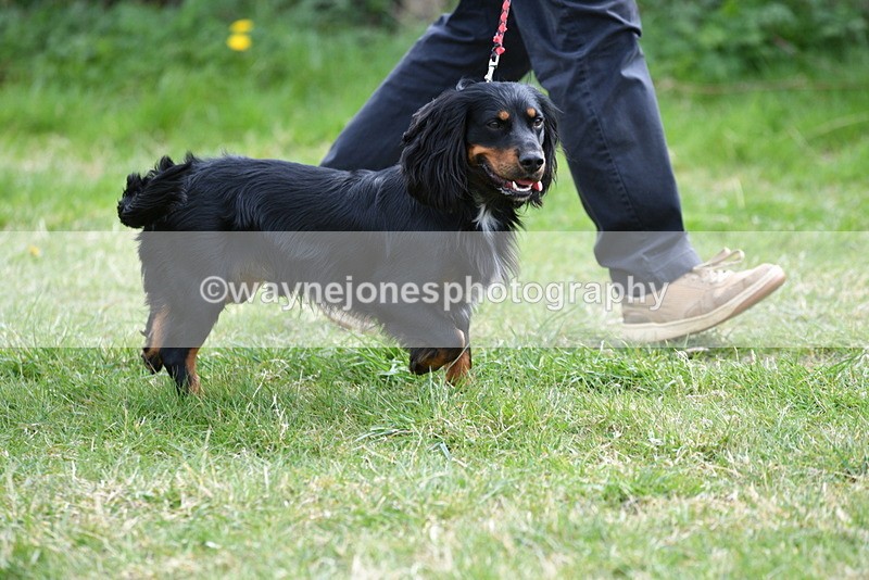 WJ5_9543 - Class 3 Most Handsome Dog