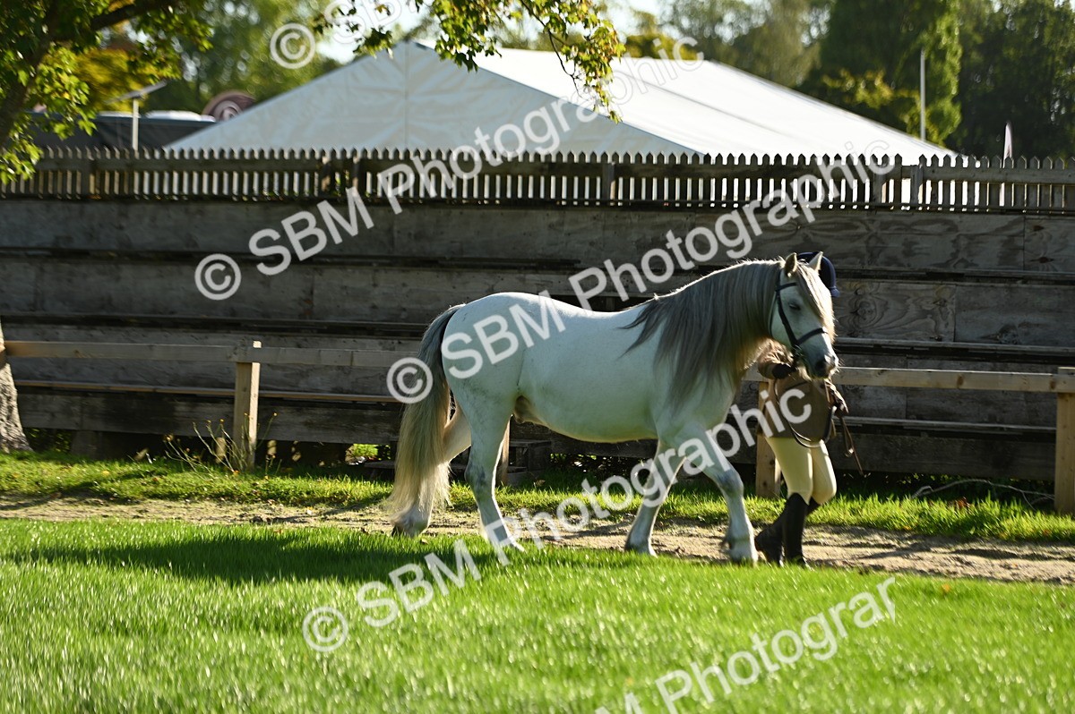 SBM_14696 - S1 - TSR in Hand Horse & Pony Showing