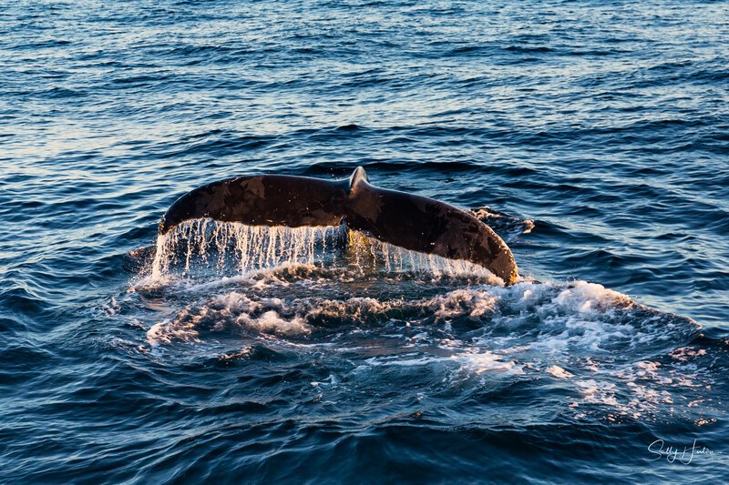 Whale Sunrise 5
