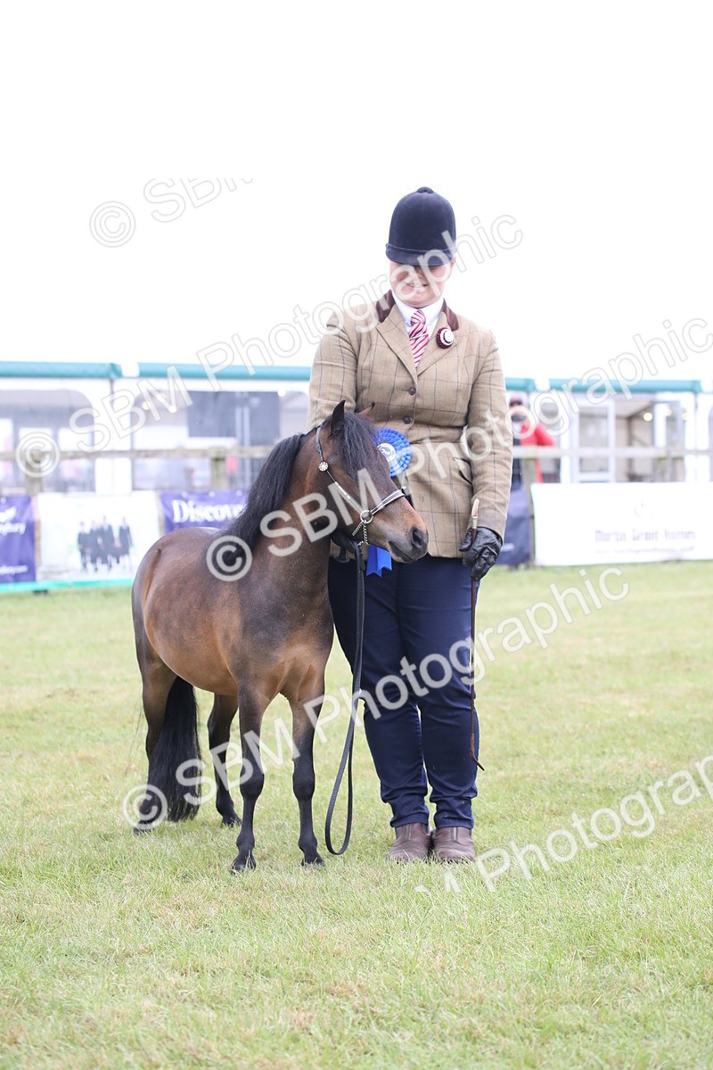 SBM_03539 - Class 23-25 - British Miniature Horse of the Year