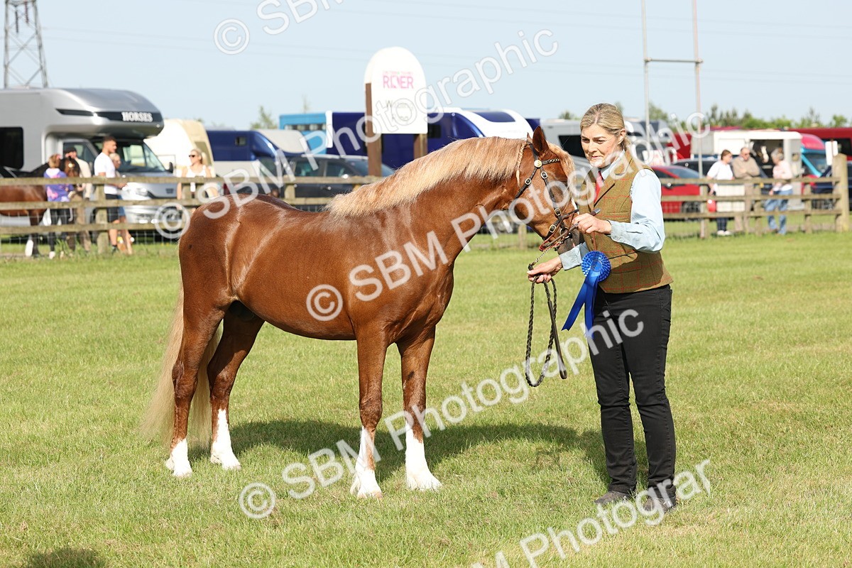 SBM_00712 - Class 6-13 - Mountatin and Moorland In Hand Welsh Breeds