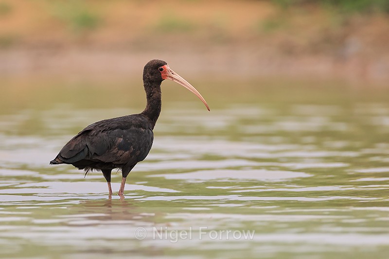 Bare-faced Ibis, Pantanal, Brazil - Bare-faced Ibis