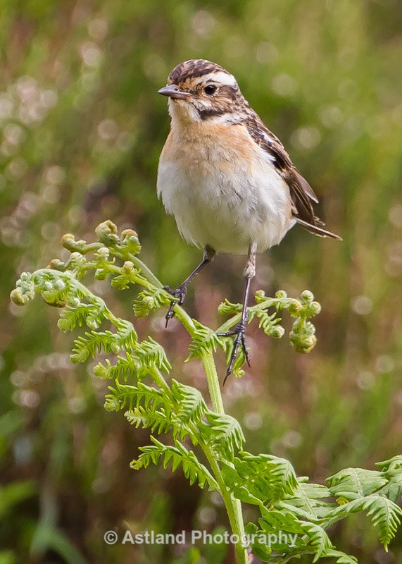 Astland Photography, Bird and Wildlife Images, Susan and Peter Wilson, U.K.