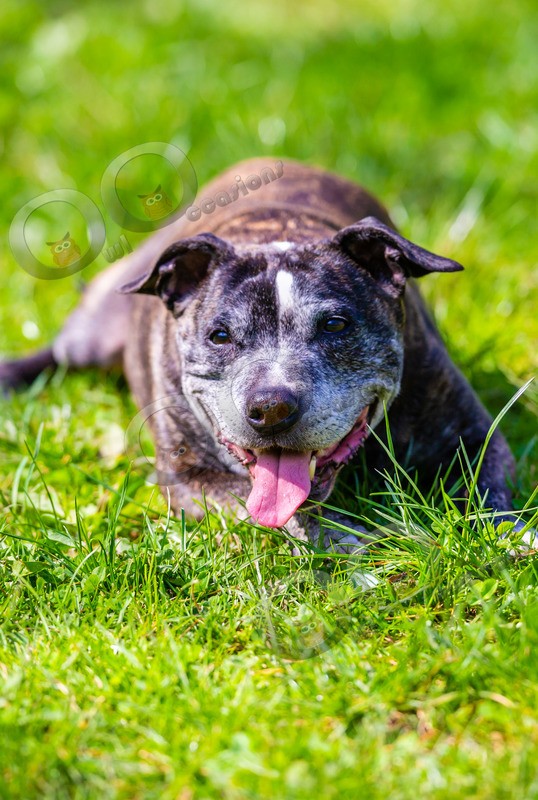 Bull Terrier-2832 - Pet Photography