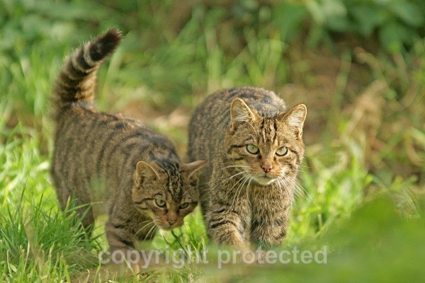 Scottish Wild Cat With Kitten - Small Cats