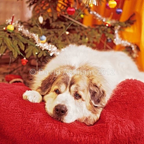 Christmas luxury - Pets