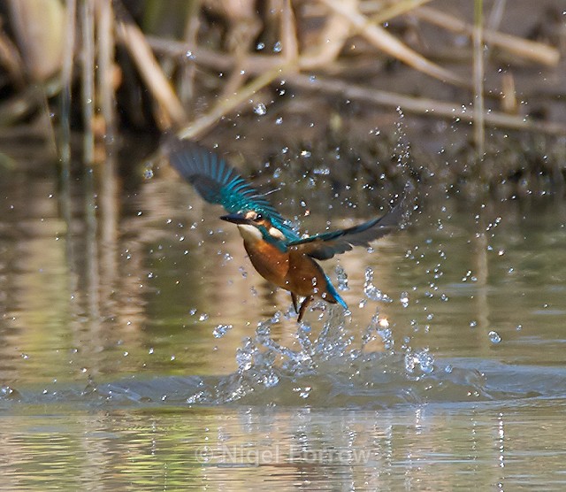 Kingfisher explodes out of the water after a fishing trip at Otmoor - Kingfisher