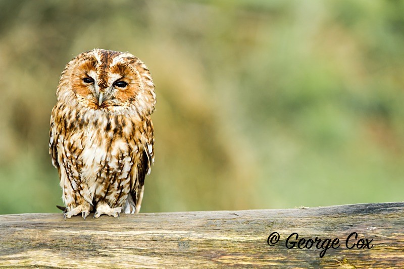 Tawny Owl