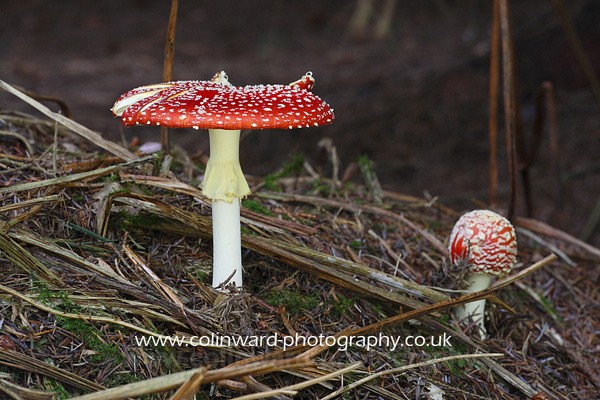 Red Cap Fungi  Ref 6728 - macro and nature.