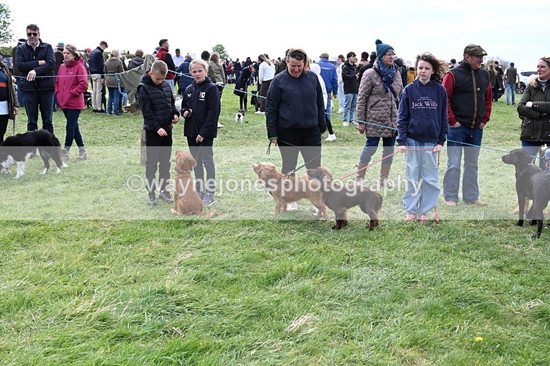 WJ6_8748 - Class 8 Best Working / Gun Dog or Bitch