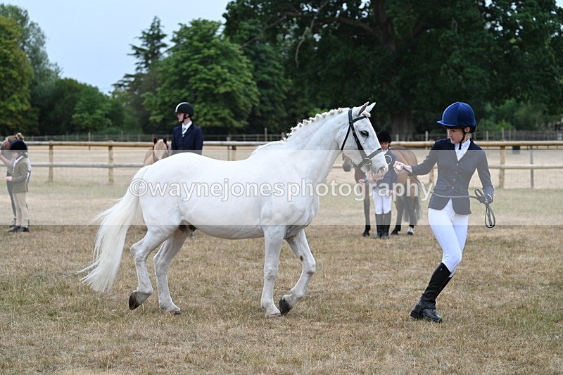 WJ7_9589 - Class 5 Most Handsome Gelding (up to 14.2hh)