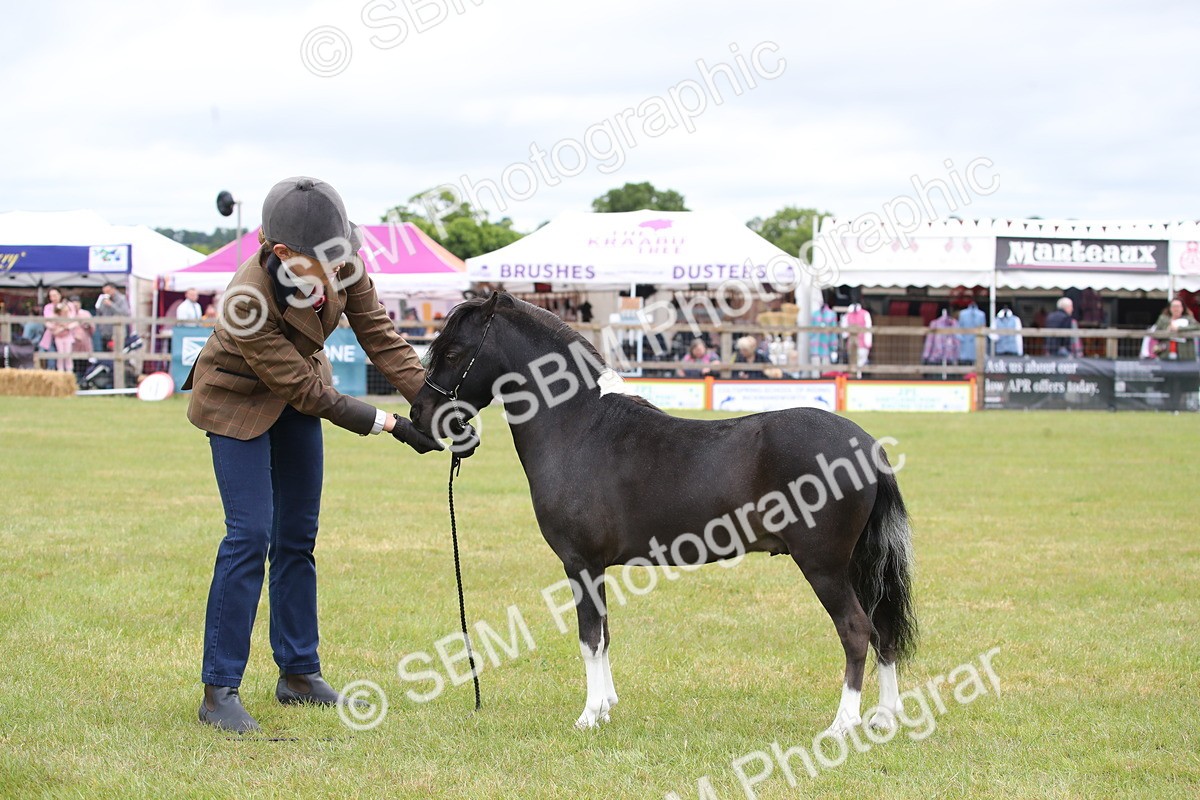 SBM_03769 - Class 23-25 - British Miniature Horse of the Year
