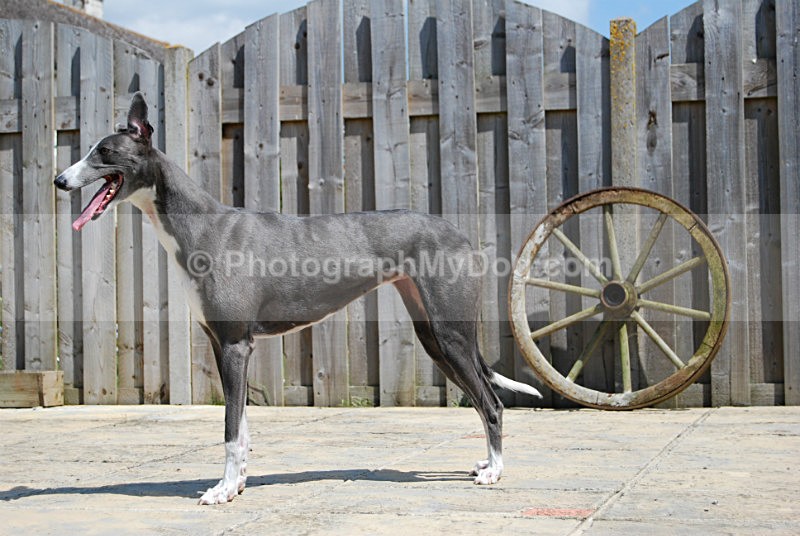  - Greyhounds