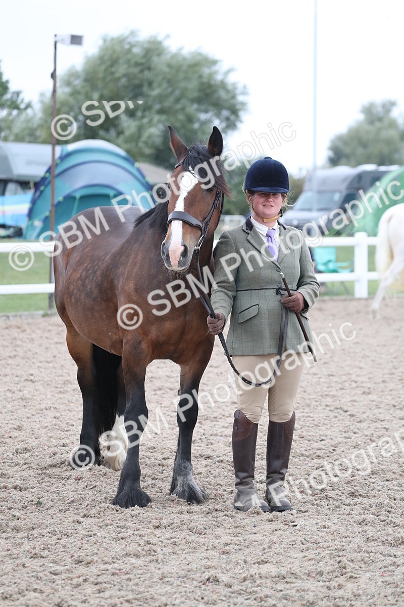 SBM_18358 - Class 318 IH Part bred Horse/Pony