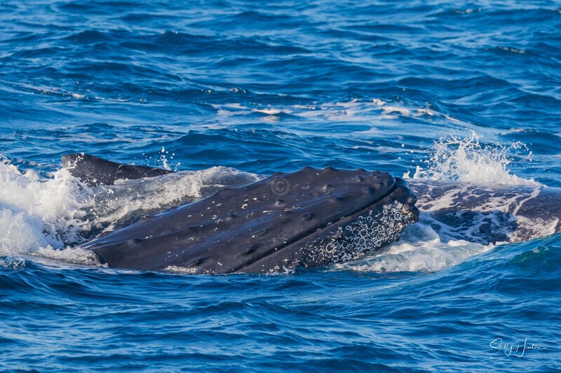 HB Heat Run5. 0A3A6806 - 2025 Hervey Bay Whales