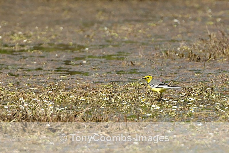 Citrine Wagtail  (m) - Lesvos ~ Other Birds