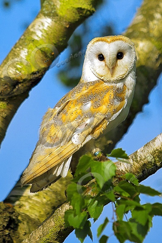 Loki in the Birch tree - Our Birds