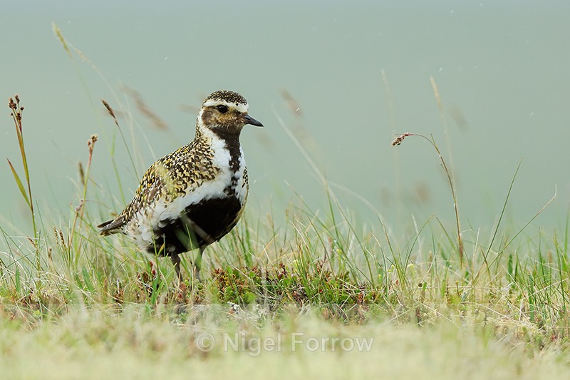 Golden Plover (summer plumage), Iceland - Golden Plover