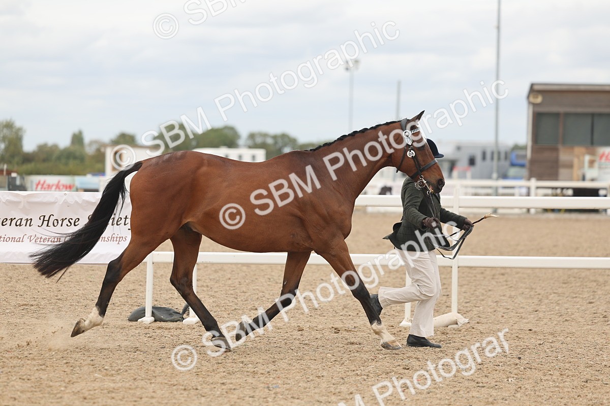 SBM_17041 - Class 313 - IH Retired Racehorse