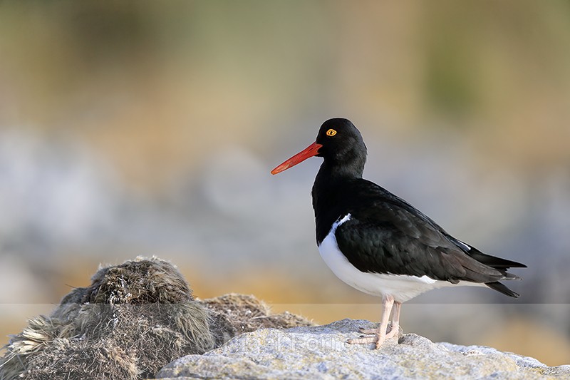 Magellanic Oystercatcher, Carcass Island, Falklands - Magellanic Oystercatcher