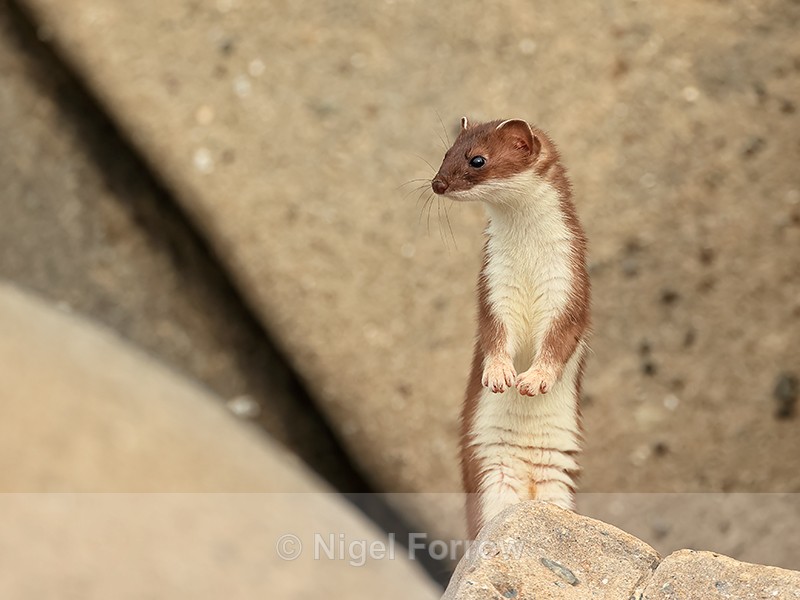Stoat standing upright, Duck Island, Alaska - Stoat