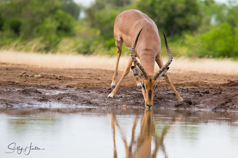Impala Drinking 2