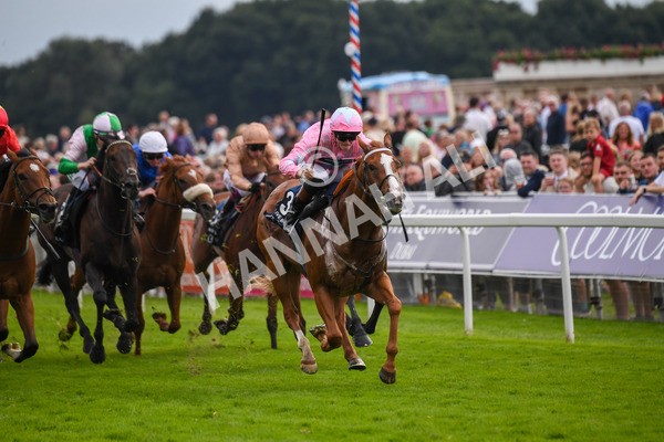 250823-Race 4-Live In The Dream-0659 - Race 4 3.35pm Coolmore Wootton Bassett Nunthorpe Stakes