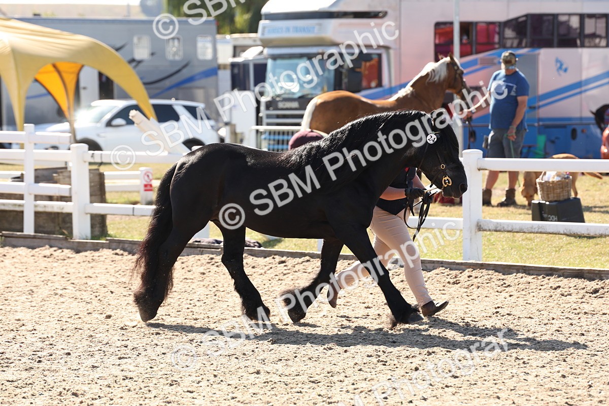 SBM_12878 - Class 206 - IH Non Show Type Pony