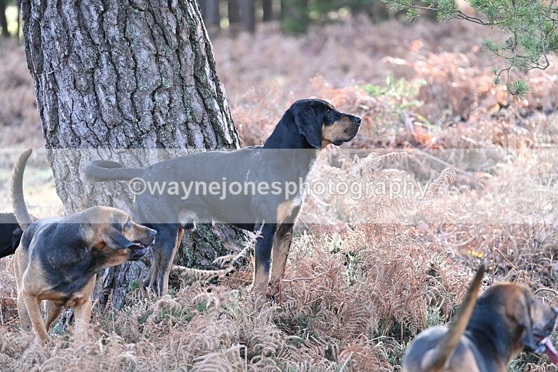 WJ7_7592 - Line 3 (no line 4 or 5)