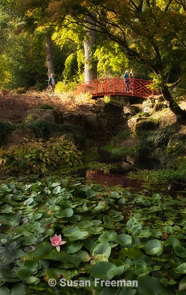 Japanese Garden - Landscape