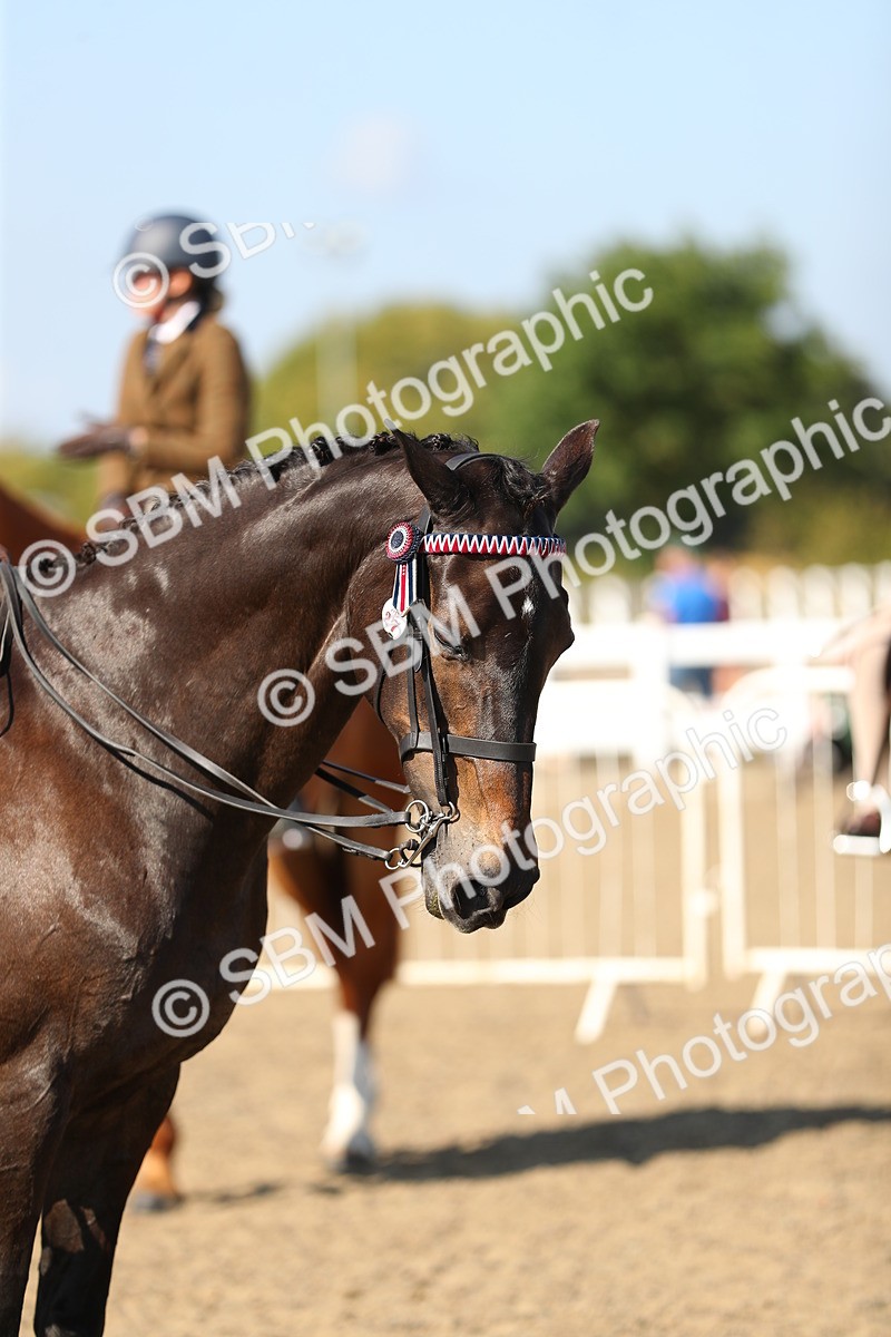 SBM_02314 - Class 43 Ridden Competition Horse/Pony