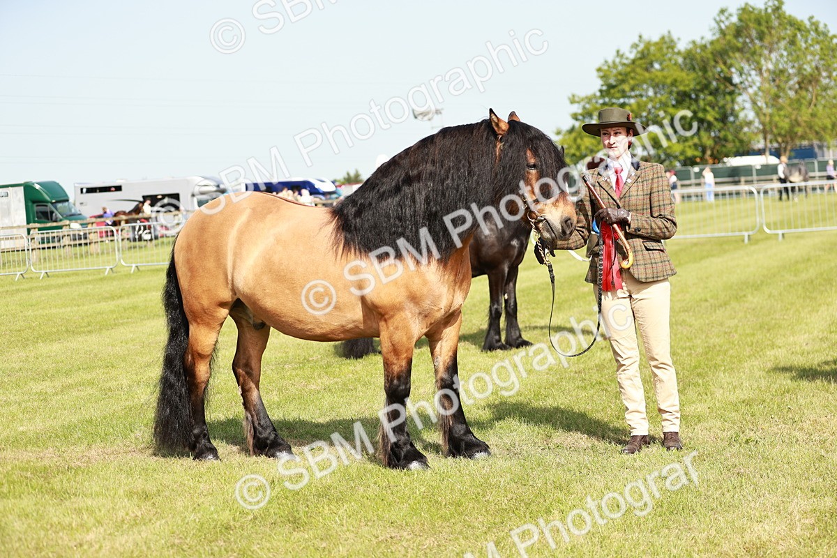 SBM_00862 - Class 14-23 - Mountain & Moorland In Hand Non Welsh