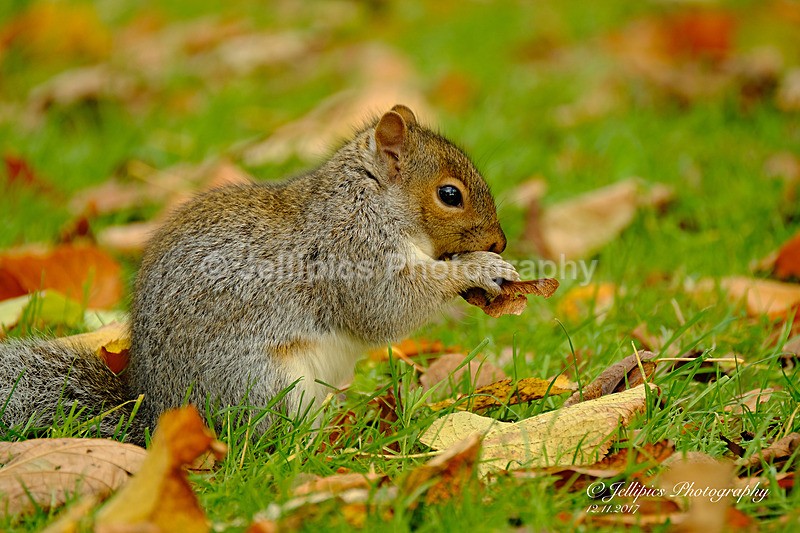  - Wildlife and Nature