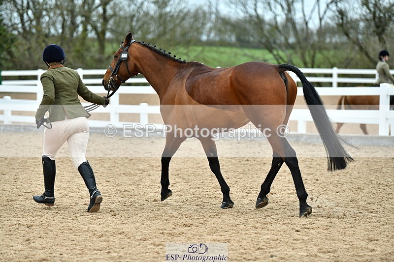 230416A-141940-05096 - Cls 67 Ridden Show Hunter