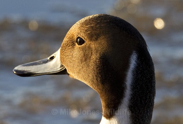  - PINTAILS
