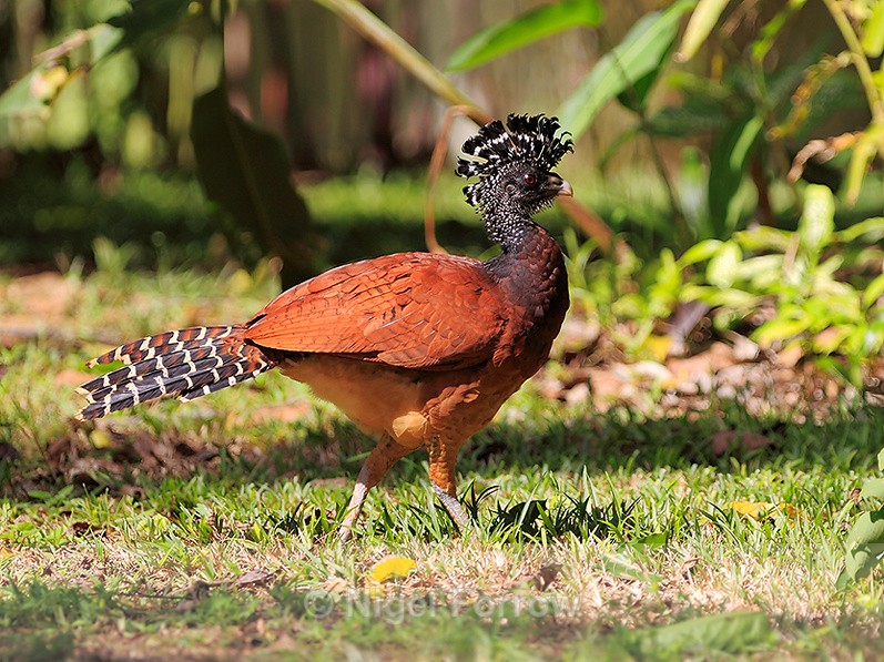 Great Curassow (female) walking in the grounds of Bosque del Cabo - Great Curassow