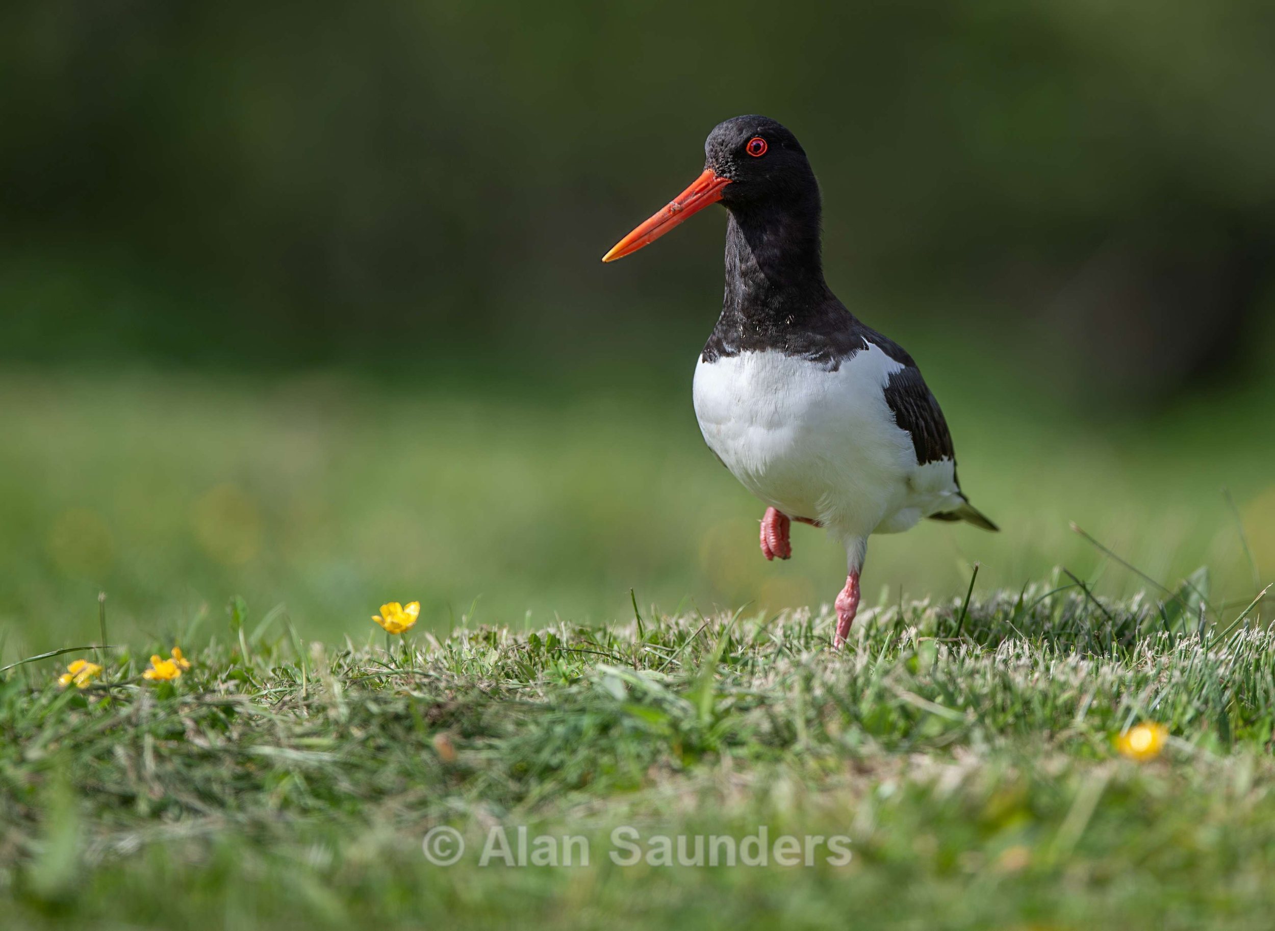 Oystercatcher 12