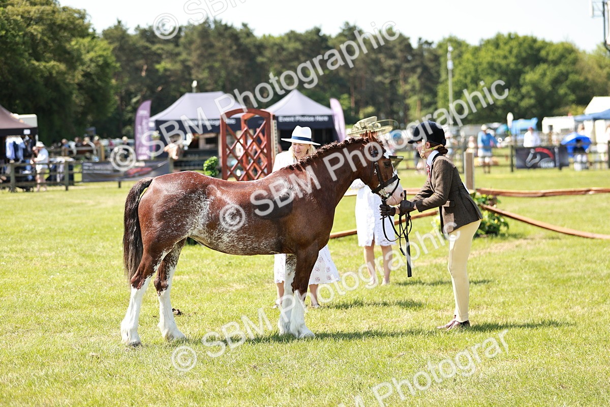SBM_15557 - Class 108-109 - BSPS LIHS Open Gradle & Nursery Stakes