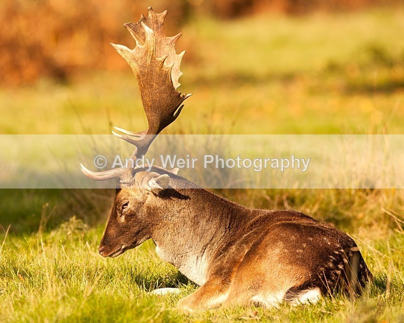 20111022-_MG_6806 - Fallow Deer