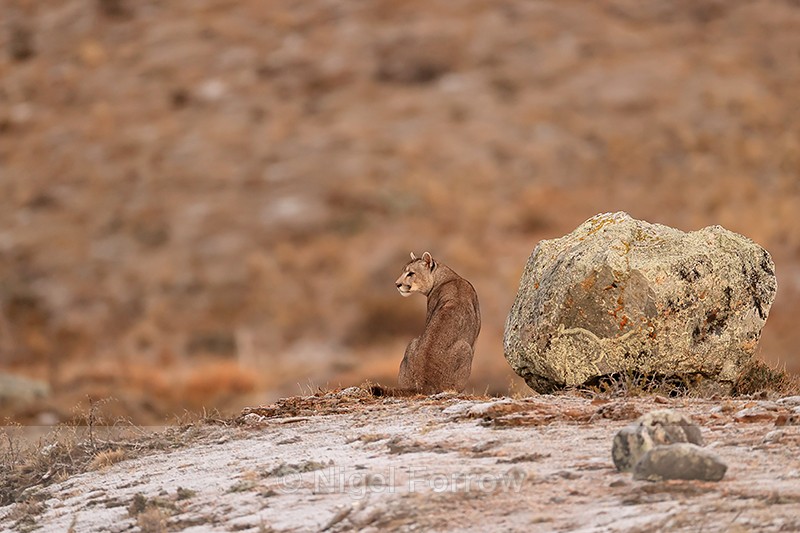 Male Puma sat by boulder, Torres del Paine, Chile - Puma