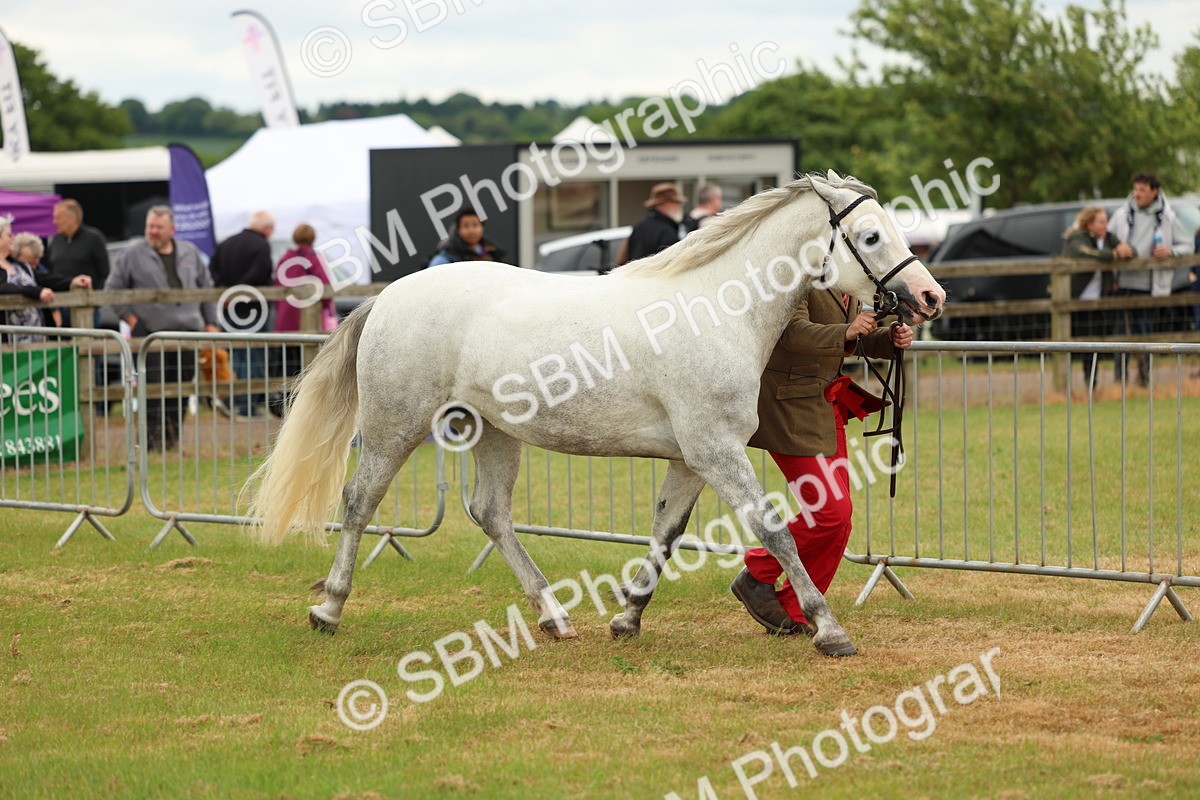 SBM_04280 - Class 64-67 - Shetland Pony In Hand