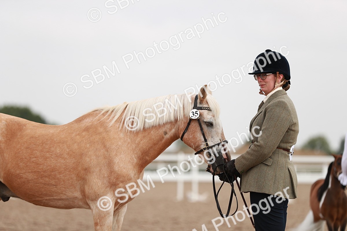 SBM_11837 - Class 206 IH Non Show Type Pony