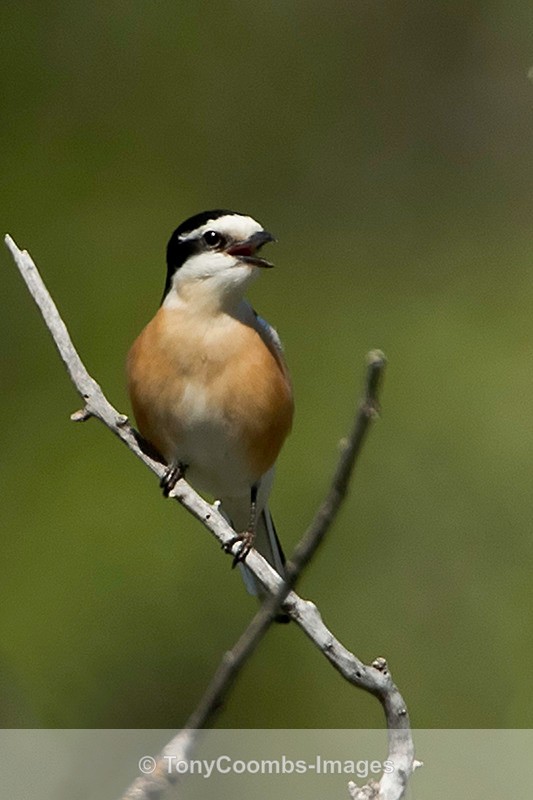 Masked Shrike - Turkey